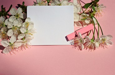 Empty writing paper springtime cherry blossom pink backdrop