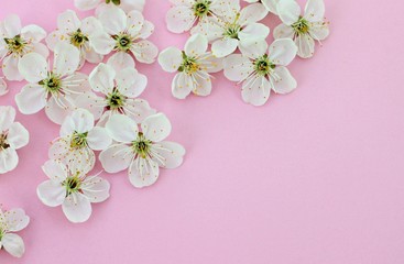 spring blossom flowers on empty pink paper background