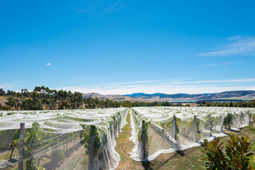 Vineyard in Tasmania