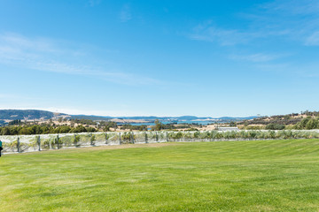 Vineyard in Tasmania
