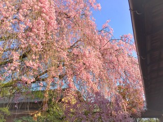 日本の枝垂れ桜
