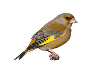 Male greenfinch isolated on white background