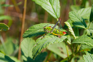 A green ang red cricket on a leaf