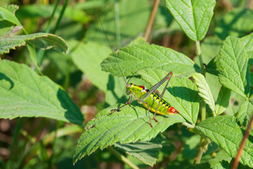 A cricket on a leaf