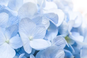 Afwasbaar Fotobehang Hydrangea Blauwe hortensia
