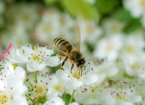 Biene in Blume