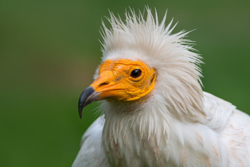 Egyptian vulture