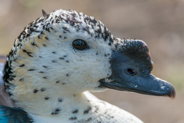 Knob-billed duck