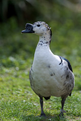 Knob-billed duck