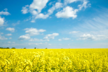 Fototapeta premium Yellow plants with sky in the background