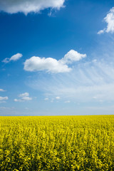Obraz premium Field of yellow flowers with the sky