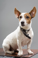 Jack russel terrier