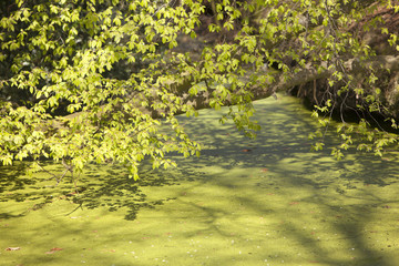 young beech leaves and buds in spring