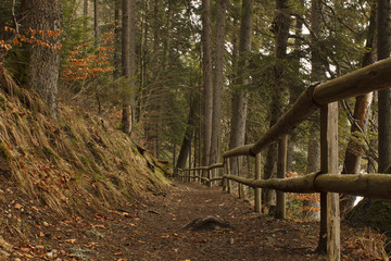 path near lake in Carpathian mountains forest
