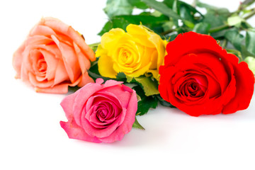 Roses over white background