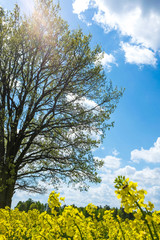 Yellow flowers with tree and sky in the background
