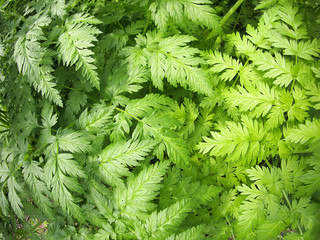 Aegopodium podagraria