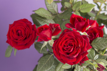 Red roses flower plant on a purple background