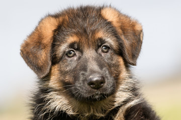 Cute German Shepherd Puppy