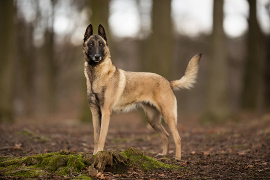 Purebred Belgian Malinois Dog