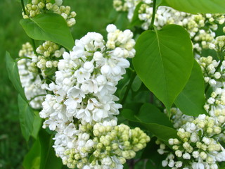 white lilac