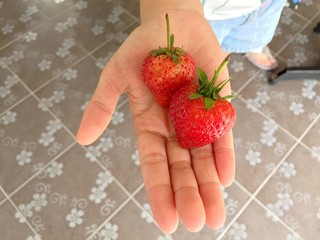 Obraz premium fresh strawberry in hand. 