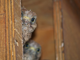 Junger Turmfalke blickt neugierig aus dem Nistkasten