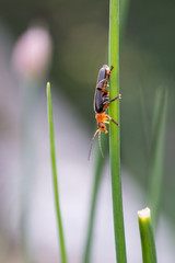 Rotschwarzer Weichk&auml;fer