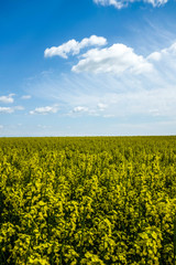 Obraz premium Yellow flowers with sky in the background