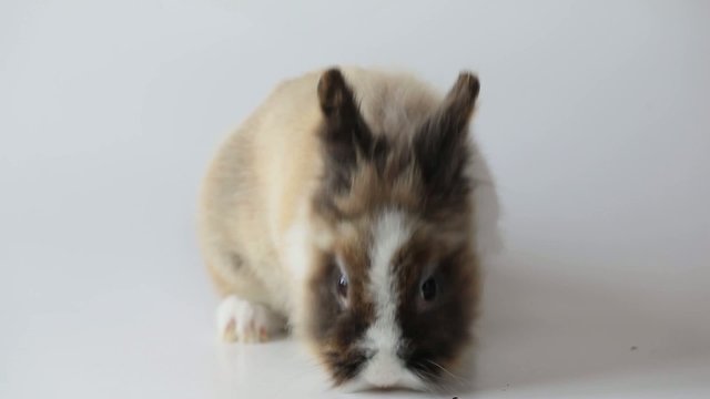 bunny sniffing