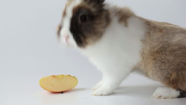 Bunny sniffing