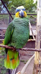 Perroquet à la réouverture du zoo de lille