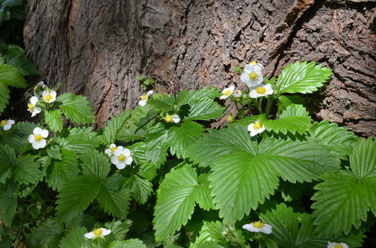 Walderdbeeren