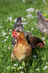 Chicken on the meadow