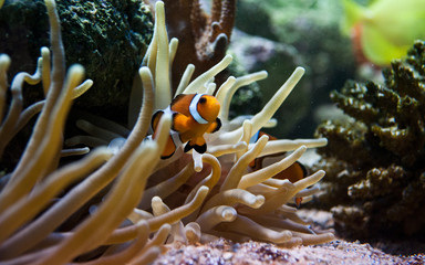 Nemo Clownfisch