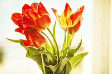 Bouquet of tulips on the window