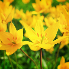 Yellow sunny flowers