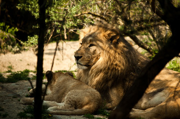 Naklejka premium Löwen 