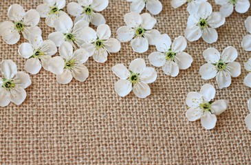 spring blossoming flowers on canvas fabric background