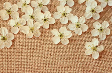 beautiful spring blossoming flowers petals canvas background