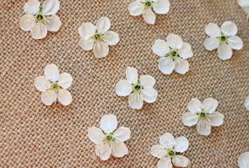 spring blossoming petals on burlap cloth background