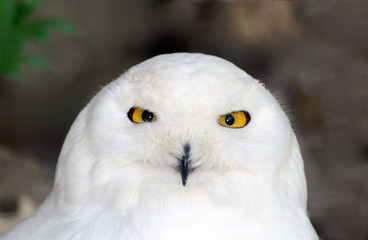 Civetta delle nevi - Bubo scandiacus