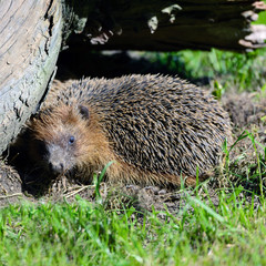 Riccio europeo - Erinaceus europaeus © PHOTOERICK