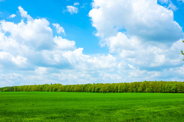Grass with sky and trees