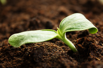 zucchini seedlings