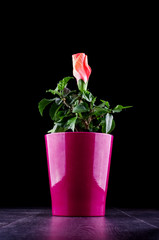 Hibiscus flower bud ready to bloom