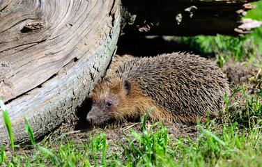 Riccio europeo - Erinaceus europaeus © PHOTOERICK