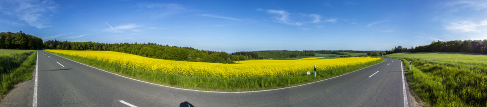 Spring countryside of yellow rapeseed fields in bloom