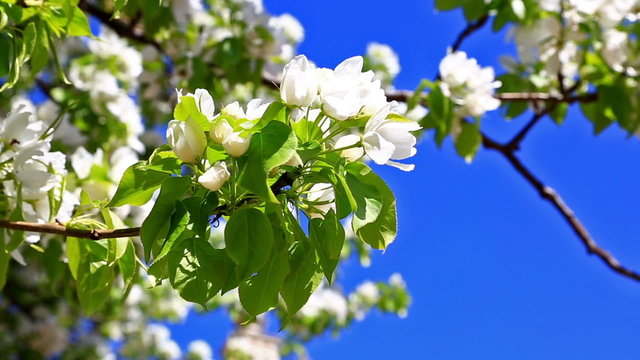 Pear tree branch with flowers against the blue sky