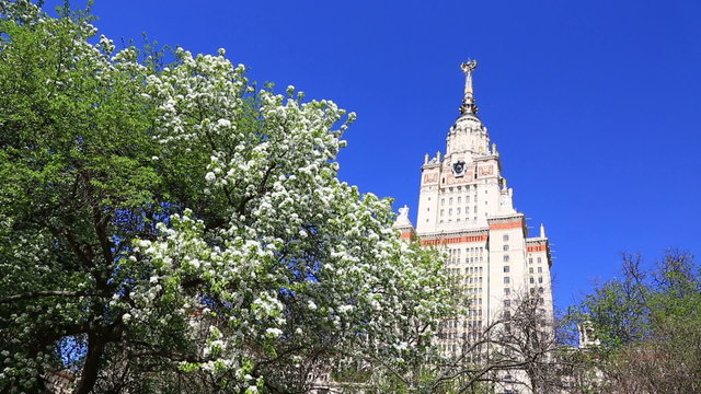 blossoming apple-tree near Moscow State University